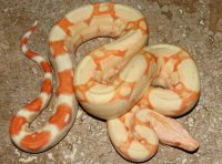 Albino Jungle/Albino Super Jungle