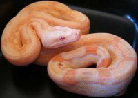Albino Arabesque Albino Arabesque