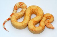 Albino T-