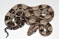 Anery type I