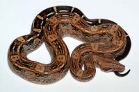 Aztec / Super Aztec