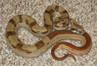 Hypo Motley Hypo Motley