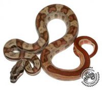 Hypo Jungle Motley