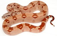 Hypo / Super Hypo (Salmon / Super Salmon)