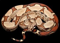 Jungle / Super Jungle