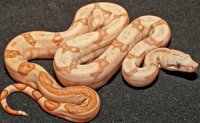 Sunset (Hypo Hog)