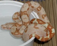 Paraglow (Hypo Paradigm)