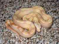 Albino Motley/Albino Super Motley