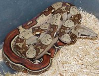 Striped / Reverse Striped