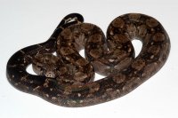 Anery type II Anery type II