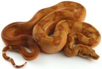 Bloody Salmon Bloody Salmon