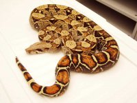 Caramel Hypo Caramel Hypo