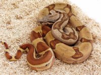 Hypo Harlequin Hypo Harlequin