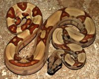 Hypo Jungle / Hypo Super Jungle Hypo Jungle / Hypo Super Jungle