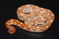 Hytec (Hypo Aztec) Hytec (Hypo Aztec)