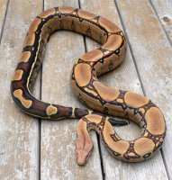 Squaretail Squaretail