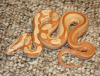 Sunglow Motley Sunglow Motley