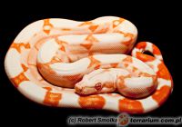  Boa dusiciel ( Boa constrictor ) 'Sunglow'