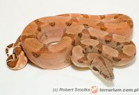  Hypo Amber Pastel (Salmon Amber Pastel)