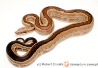  Boa dusiciel ( Boa constrictor ) 'Motley stripe'