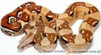  Boa dusiciel ( Boa constrictor ) - 'Pastel'