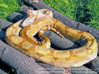  Boa dusiciel ( Boa constrictor ) 'Cross Sunset'