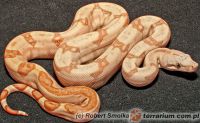  Boa dusiciel ( Boa constrictor ) 'Sunset'