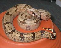  Bolivian amarali, copyright: H + E Stoeckl, www.boa-constrictors.com 