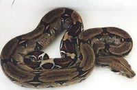  Trinidad and Tobago, copyright: H + E Stoeckl, www.boa-constrictors.com 