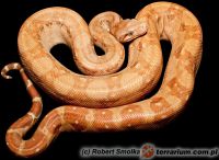   Boa constrictor imperator - Albino T+ 