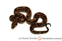   Boa constrictor imperator - 'Cahuita'