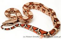   Boa constrictor imperator - 'Columbia'