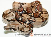   Boa constrictor imperator - 'Costa Rica'