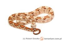   Boa constrictor imperator - 'Honduras'