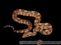   Boa constrictor imperator - 'Mexico'