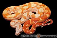   Boa constrictor imperator - Sunglow T+ 