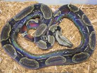  copyright: H + E Stoeckl, www.boa-constrictors.com 