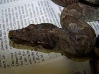  copyright: H + E Stoeckl, www.boa-constrictors.com 